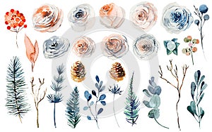Set of watercolor winter plants: pink and white roses, fir cones and branches