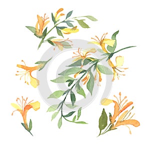 Set of watercolor yellow Lonicera flowers on white background. F photo