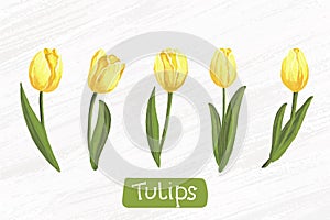 set of watercolor yellow tulips vector hand drawing