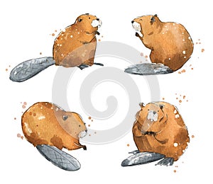 Set of watercolour beavers,  hand painted illustration photo