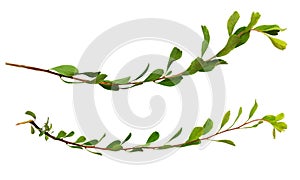 Set of waved twigs with small green leaves