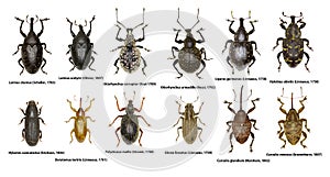 Set of Weevil Beetles of Europe photo