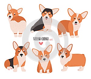 Set of welsh corgi in different postures. Small cute dog of herding breed isolated on white background. Funny pet animal