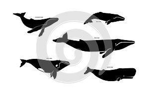 Set of whale species icons. Vector illustration isolated on white background.