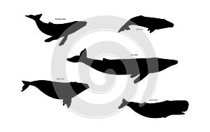 Set of whale species icons. Vector illustration isolated on white background.