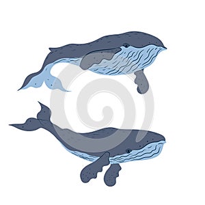 Set of whales isolated on white background. Vector graphics
