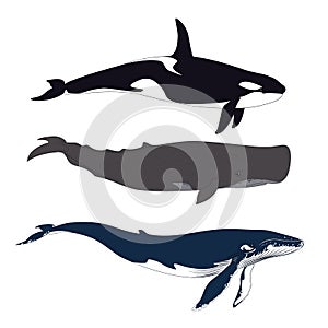 Set of Whales in Simple Realistic Style. Vector.