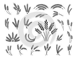 Set of wheat ear icons isolated on a white background