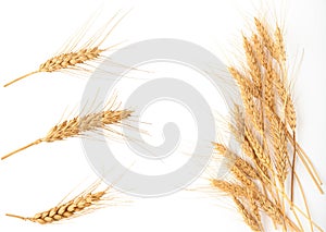 Set of wheat spikelets, detailed macro shot.