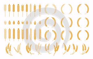 Set of wheats ears icons and wheat design elements. Harvest wheat grain, growth rice stalk and whole bread grains or field cereal