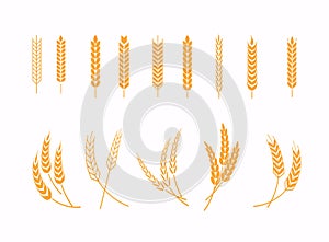 Set of wheats ears icons and wheat design elements. Harvest wheat grain, growth rice stalk and whole bread grains or field cereal
