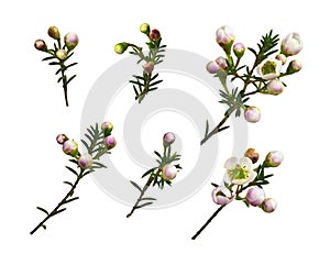 Set of white chamelaucium flowers and buds isolated