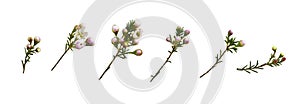 Set of white chamelaucium flowers and buds isolated