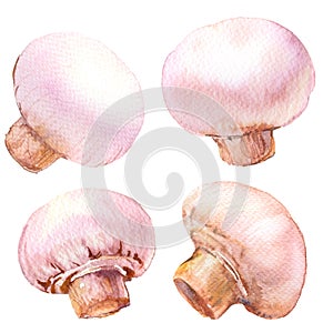 Set of white champignon mushrooms, isolated, watercolor illustration on white