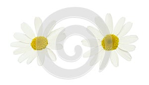 Set of white daisy flowers