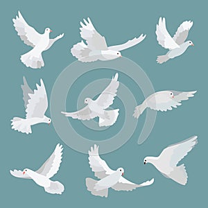 Set white doves peace on background. Vector bird illustration. photo