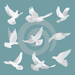 Set white doves peace isolated on background. Bird illustration.