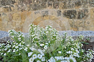 Set of white flowers in old Street photo