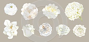 Set of white Flowers Peony, Gardenia, Rose and Hydrangea.