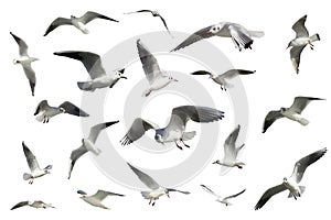 Un impostato composto da bianco volare birdwatching. gabbiani 