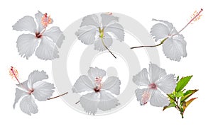 Set of white hibiscus or chaba flower isolated on white photo