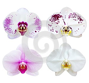 Set of white phalaenopsis orchid flower isolated on white