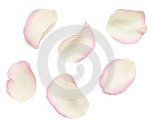 Set of white and pink rose petals