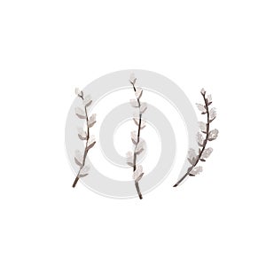 Set white pussy willow branch watercolor isolated on white. Hand drawn Easter illustration. Art for design spring