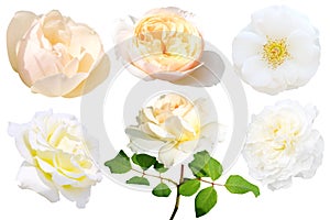 Set of white rose isolated