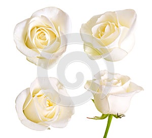 Set of white roses. Isolated on white background.