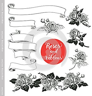 Set of white roses and ribbons in vintage engraving style.