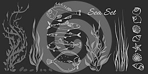 Set of white sea fish, seaweed, seashell. Perch, cod, mackerel, flounder, saira.