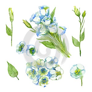 Set of White Singl Lisianthus and Lisianthus buds on a white background.