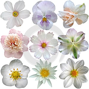 Set of white spring flowers