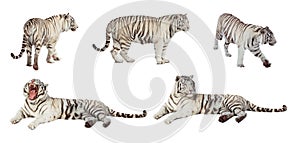 Set of white tiger. Isolated over white