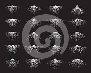 Set of white Tree Roots. Vector outline Illustration and nature image