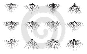 Set of white Tree Roots. Vector outline Illustration and nature image