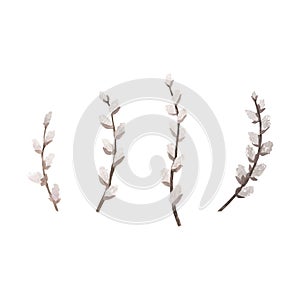 Set white willow branch watercolor isolated on white. Hand drawn Easter illustration. Art for design flowering, spring