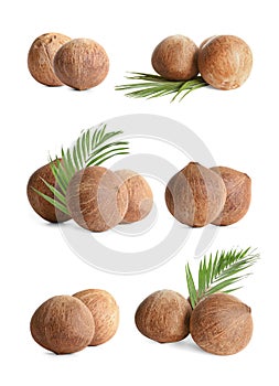 Set of whole brown coconuts isolated