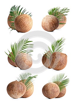 Set of whole brown coconuts isolated