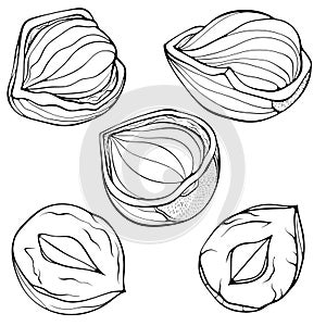 Set with whole and half hazelnuts line art