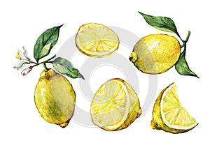 Set with whole and slice fresh citrus fruit lemon with green leaves and flowers.