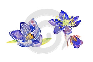Set of widely open blue crocus flowers, isolated on white