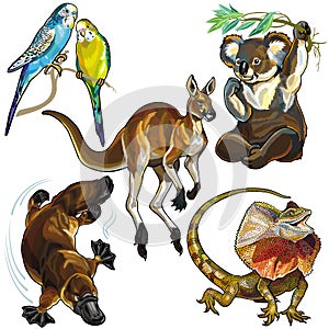 Set with wild animals of Australia