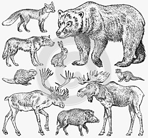 Set of Wild animals. Brown Grizzly Bear Forest Moose Red Fox North Boar Wolf Sable Badger Gray Hare Reindeer River otter