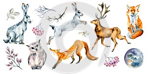 Set of wild animals and forest plants watercolor illustration isolated on white.