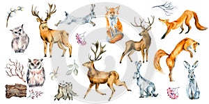 Set of wild animals and forest plants watercolor illustration isolated on white.