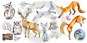 Set of wild animals and forest plants watercolor illustration isolated on white.