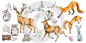 Set of wild animals and forest plants watercolor illustration isolated on white.