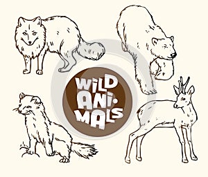 Set of wild animals: fox, bear, ermine and roe con